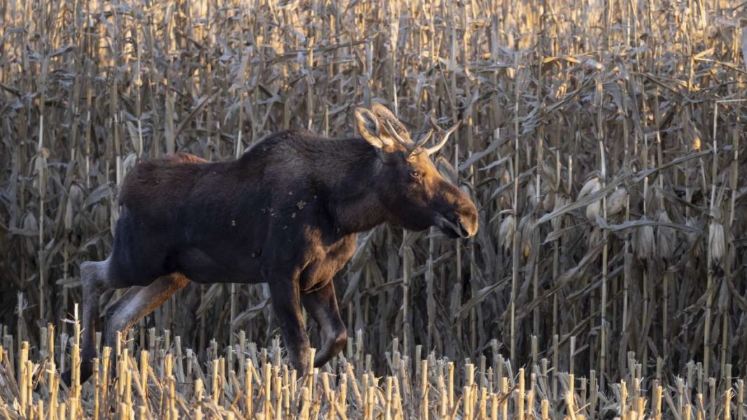 Southern Minnesota residents unite to track wandering moose