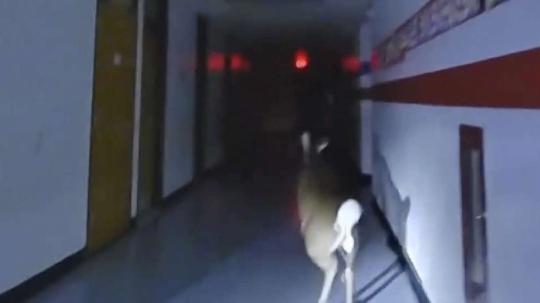 Video captures deer breaking into New Jersey elementary school and fleeing