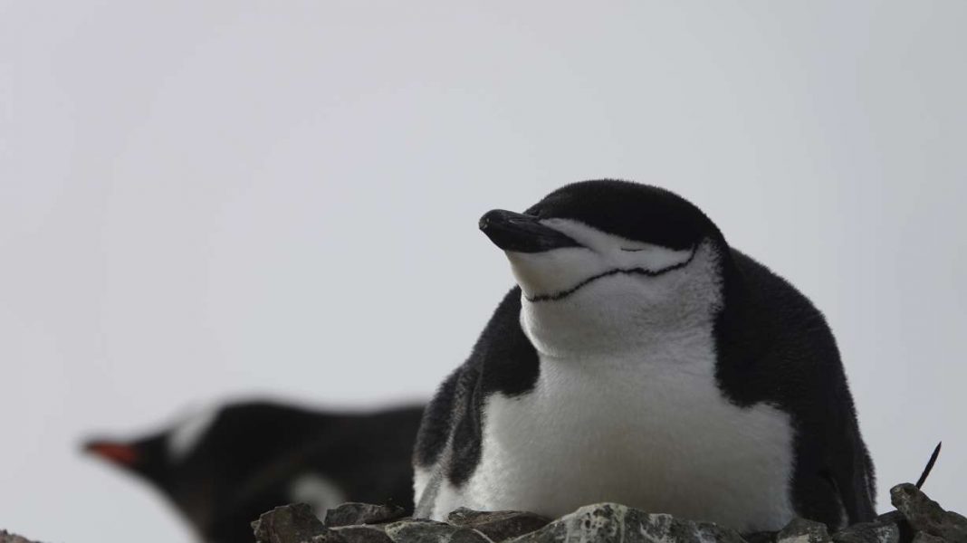 Penguin Parents Engage in Microsleeping to Protect Newborns