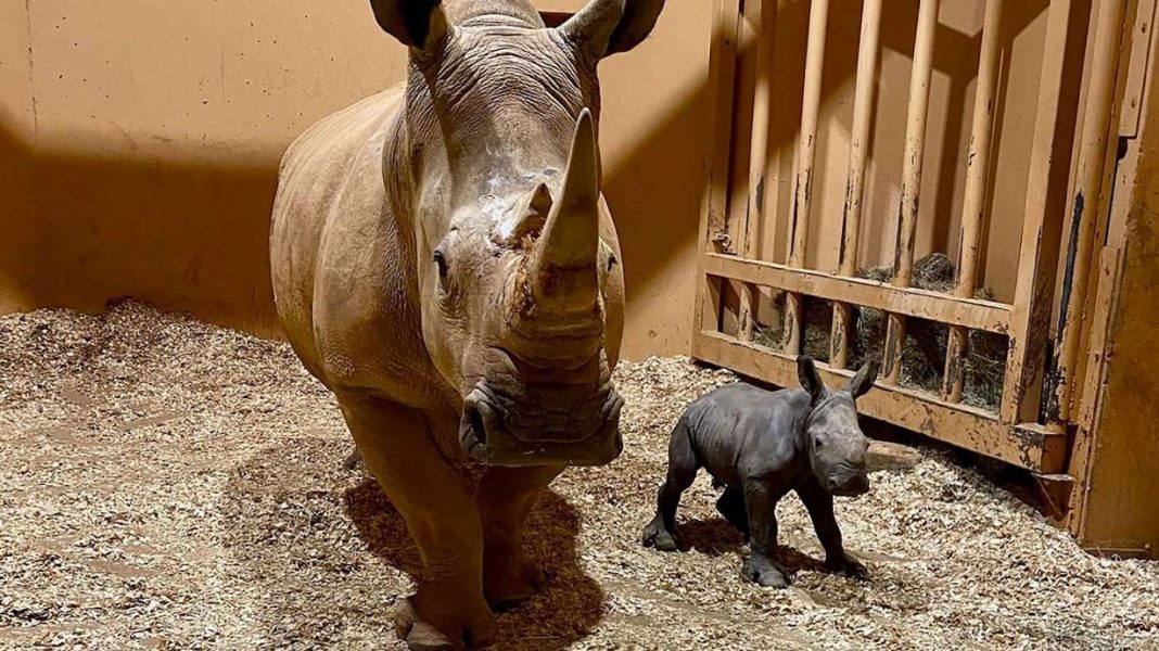 Atlanta Zoo Welcomes First Southern White Rhinoceros Birth on Christmas Eve