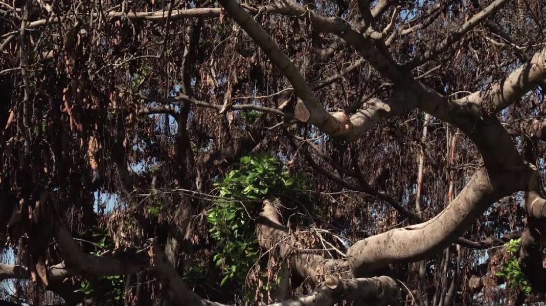 Lahaina’s Banyan Tree Begins to Recover After Maui Wildfires