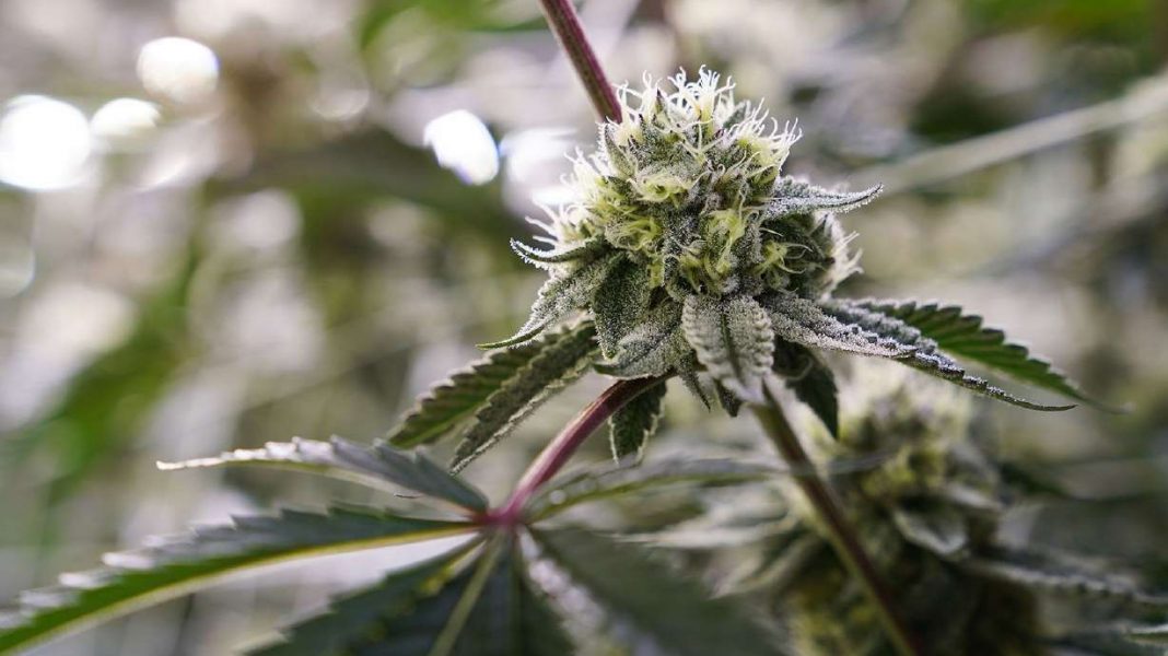 FDA scientific review suggests marijuana should be reclassified as a lower-risk drug