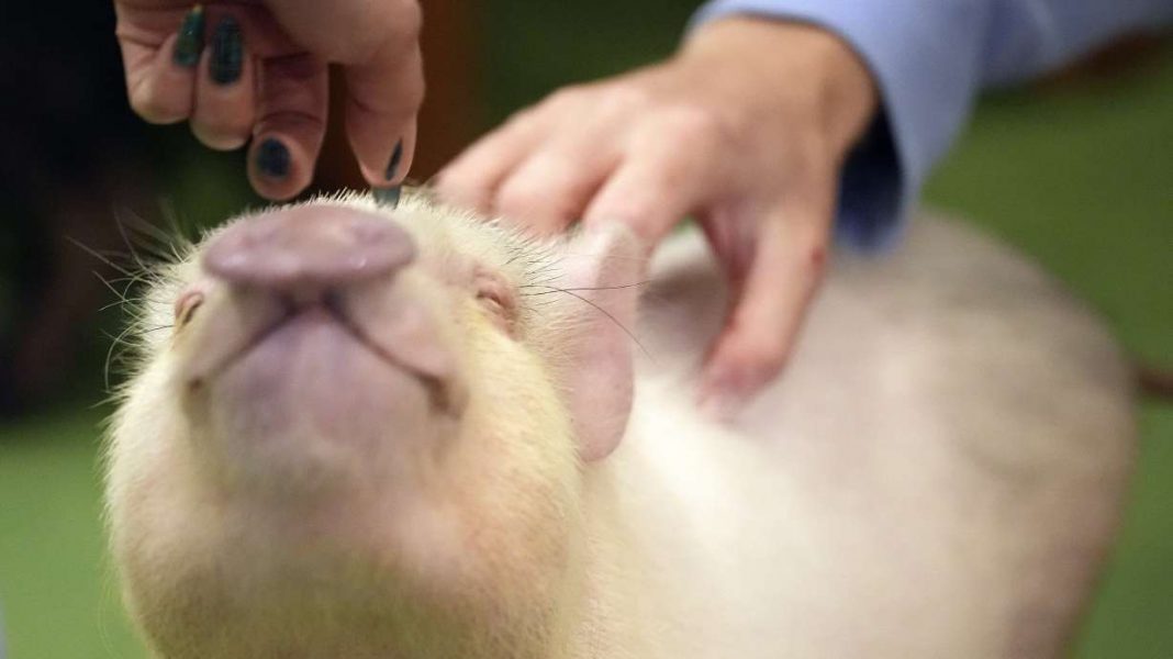 In fashionable Japanese coffee shops, patrons relish pig cuddling sessions