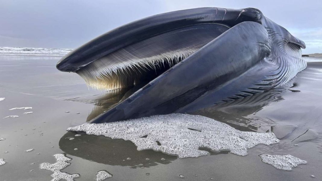 Decomposing Fin Whale on Oregon Beach Offers a Melancholic Yet Highly Informative Sight