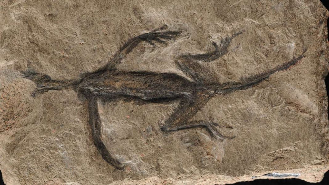 Researchers Claim Renowned Fossil is Merely Paint, Stones and Few Bones