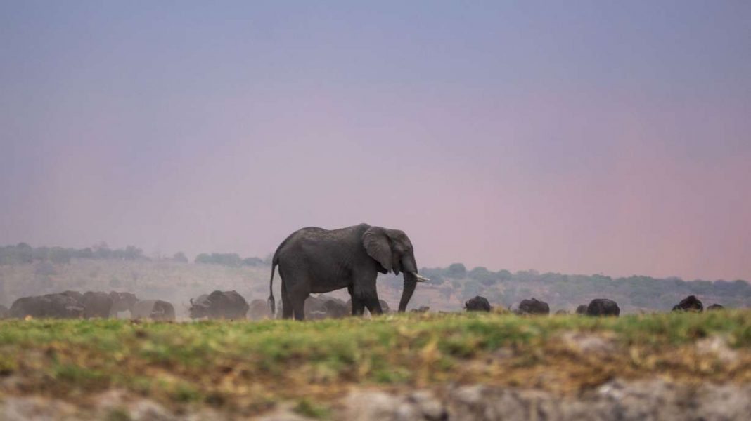 Botswana Considers Shipping 20,000 Elephants to Germany Amid Trophy Hunting Conflict