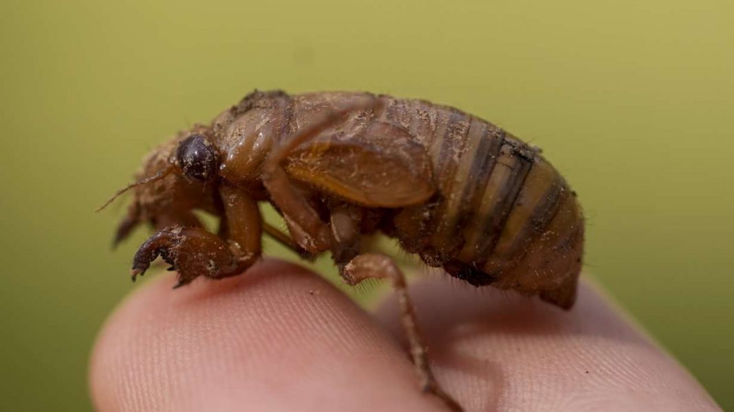 South Carolina County Residents Report Cicada Noise to Police Due to High Volume