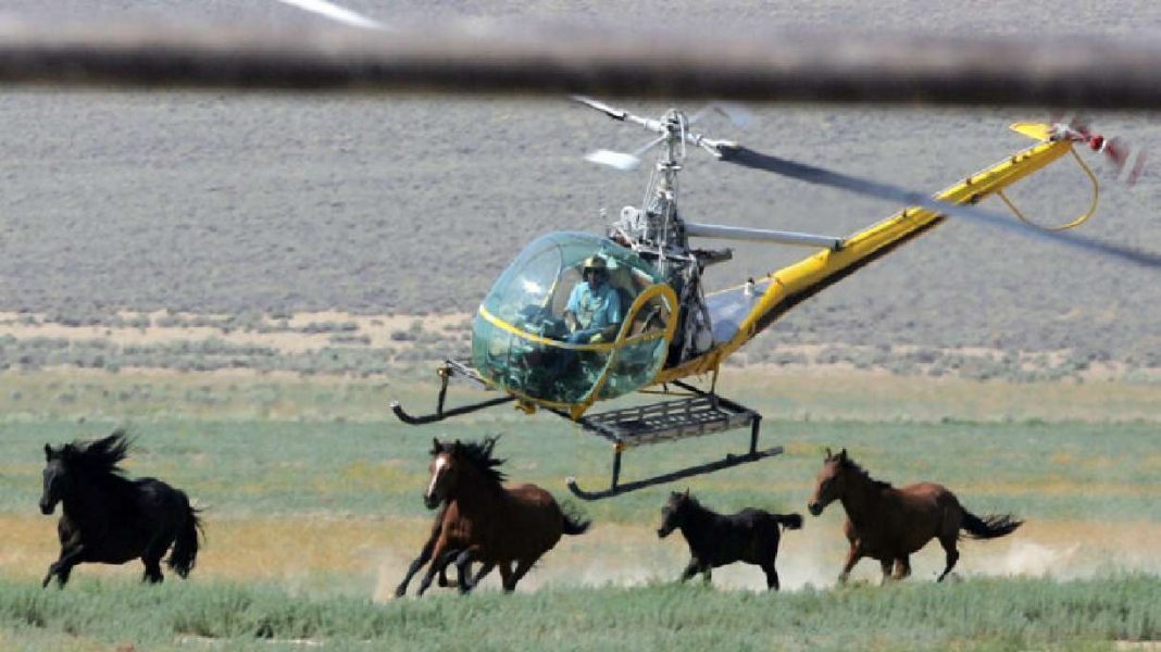 Supporters raise their voices amid ongoing decrease in wild horse numbers in the West