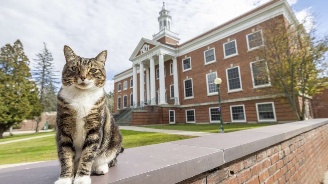 Max the Cat Receives Honorary ‘Doctor of Litter-ature’ Degree from a College in a Unique Blend of Education