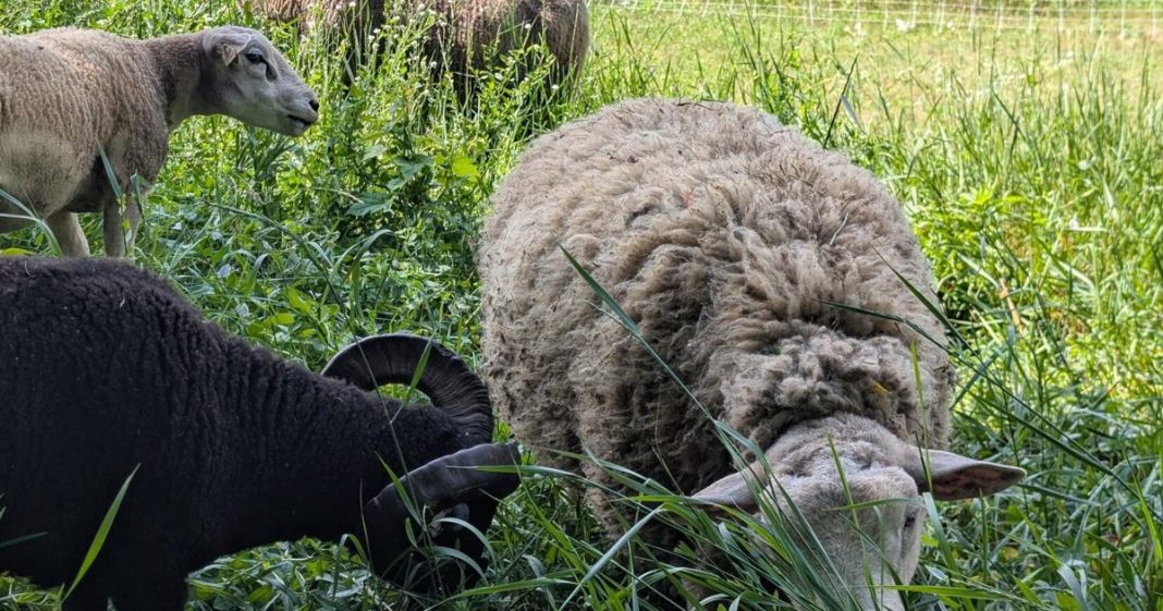 Sheep graze the Dell at Vale Cemetery